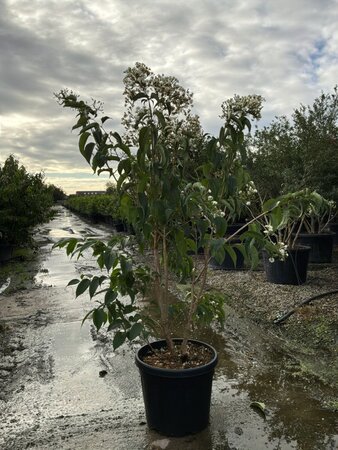 Heptacodium miconioides 150-175 cm cont. 45L meerstammig - afbeelding 2