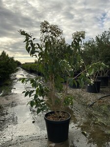 Heptacodium miconioides 150-175 cm cont. 45L meerstammig - afbeelding 2