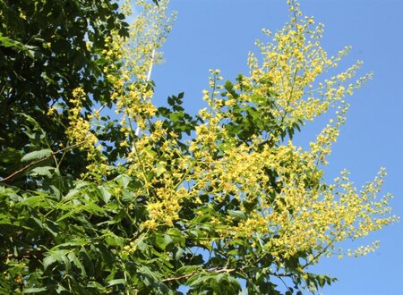 Koelreuteria paniculata 300-350 cm cont. 110L meerstammig - afbeelding 16