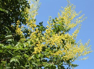 Koelreuteria paniculata 300-350 cm cont. 110L meerstammig - afbeelding 16