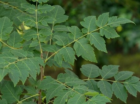 Koelreuteria paniculata 300-350 cm cont. 110L meerstammig - afbeelding 15