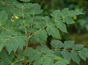 Koelreuteria paniculata 300-350 cm cont. 110L meerstammig - afbeelding 15