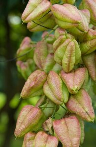 Koelreuteria paniculata 300-350 cm cont. 110L meerstammig - afbeelding 14