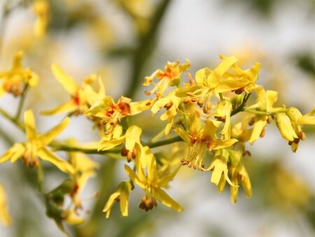 Koelreuteria paniculata 300-350 cm cont. 110L meerstammig - afbeelding 11