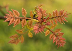 Koelreuteria paniculata 300-350 cm cont. 110L meerstammig - afbeelding 8