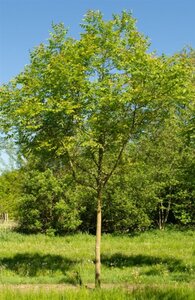 Koelreuteria paniculata 300-350 cm cont. 110L meerstammig - afbeelding 7