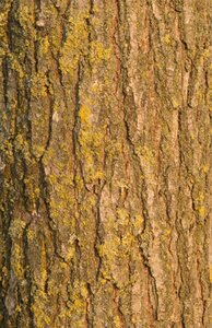 Koelreuteria paniculata 300-350 cm cont. 110L meerstammig - afbeelding 5