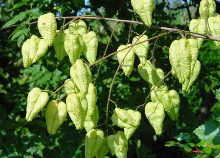Koelreuteria paniculata 300-350 cm cont. 110L meerstammig - afbeelding 17