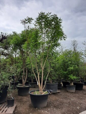 Koelreuteria paniculata 350-400 cm container meerstammig - afbeelding 4