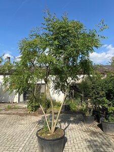Koelreuteria paniculata 350-400 cm container meerstammig - afbeelding 3