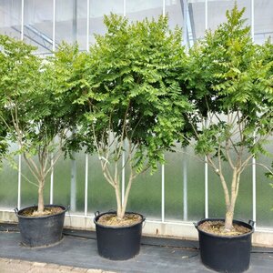 Koelreuteria paniculata 350-400 cm container meerstammig - afbeelding 1