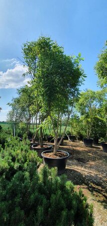 Koelreuteria paniculata 350-400 cm container meerstammig - afbeelding 5