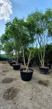 Koelreuteria paniculata 350-400 cm container meerstammig - afbeelding 6