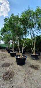 Koelreuteria paniculata 350-400 cm container meerstammig - afbeelding 6