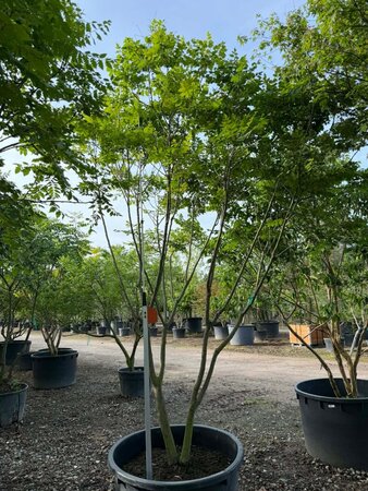 Koelreuteria paniculata 350-400 cm container meerstammig - afbeelding 2
