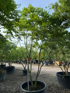 Koelreuteria paniculata 350-400 cm container meerstammig - afbeelding 2