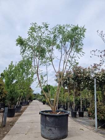 Koelreuteria paniculata 350-400 cm container meerstammig - afbeelding 7