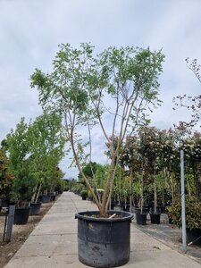Koelreuteria paniculata 350-400 cm container meerstammig - afbeelding 7