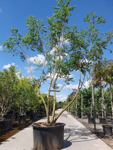 Koelreuteria paniculata 350-400 cm container meerstammig - afbeelding 8