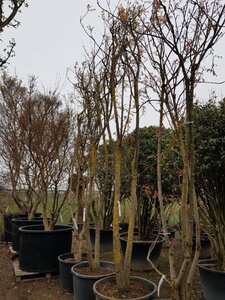 Koelreuteria paniculata 350-400 cm container meerstammig - afbeelding 9