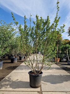 Lagerstroemia indica 200-250 cm container meerstammig - afbeelding 1