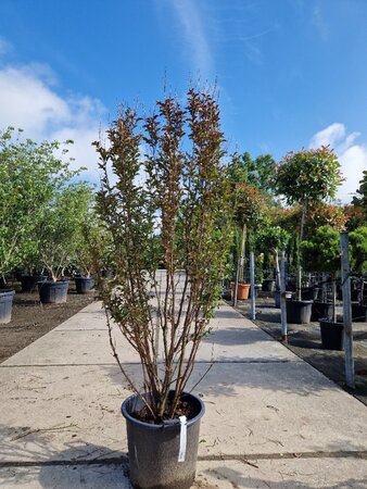 Lagerstroemia indica 200-250 cm container meerstammig - afbeelding 2