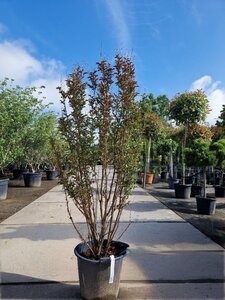 Lagerstroemia indica 200-250 cm container meerstammig - afbeelding 3