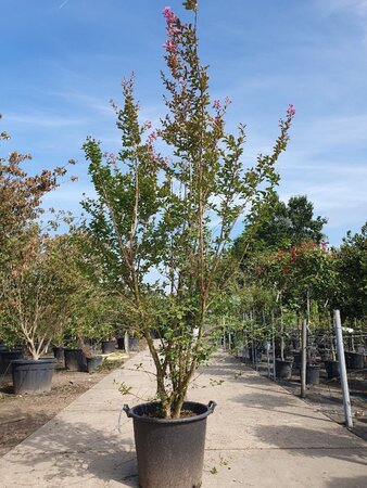 Lagerstroemia indica 200-250 cm container meerstammig - afbeelding 4