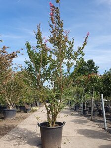 Lagerstroemia indica 200-250 cm container meerstammig - afbeelding 4