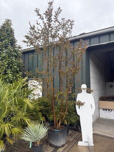 Lagerstroemia indica 300-350 cm container meerstammig