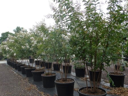 Lagerstroemia 'Natchez' WIT 200-250 cm cont. 90L meerstammig
