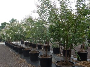 Lagerstroemia 'Natchez' WIT 200-250 cm cont. 90L meerstammig