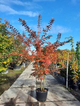 Lagerstroemia 'Natchez' WIT 200-250 cm container meerstammig - afbeelding 3