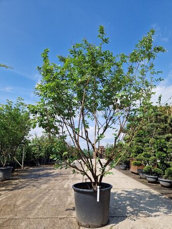 Lagerstroemia 'Natchez' WIT 200-250 cm container meerstammig - afbeelding 4