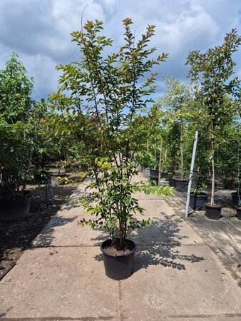 Lagerstroemia 'Natchez' WIT 200-250 cm container meerstammig - afbeelding 5