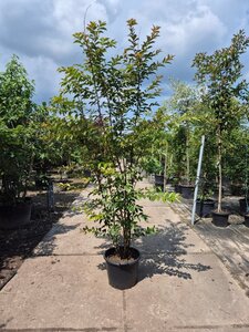 Lagerstroemia 'Natchez' WIT 200-250 cm container meerstammig - afbeelding 5