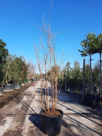 Lagerstroemia 'Natchez' WIT 200-250 cm container meerstammig - afbeelding 6