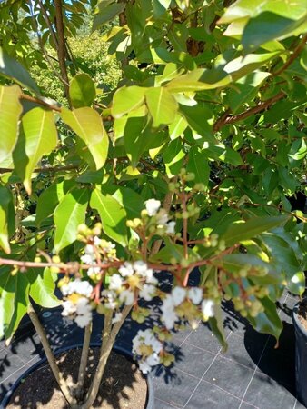 Lagerstroemia 'Natchez' WIT 200-250 cm container meerstammig - afbeelding 1