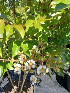 Lagerstroemia 'Natchez' WIT 200-250 cm container meerstammig - afbeelding 1
