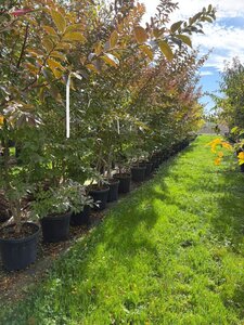 Lagerstroemia 'Natchez' WIT 200-250 cm container meerstammig - afbeelding 4