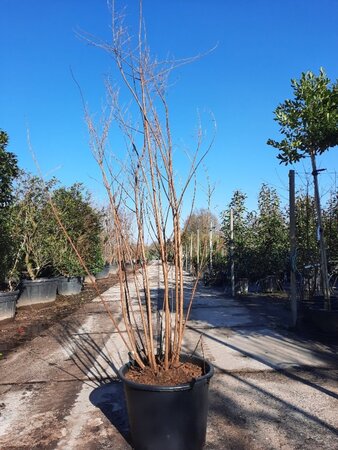 Lagerstroemia 'Natchez' WIT 200-250 cm container meerstammig - afbeelding 8