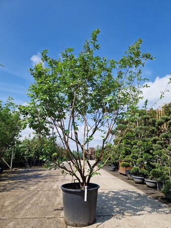 Lagerstroemia 'Natchez' WIT 200-250 cm container meerstammig - afbeelding 9