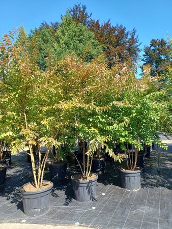 Lagerstroemia 'Natchez' WIT 200-250 cm container meerstammig - afbeelding 2