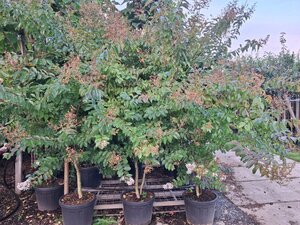 Lagerstroemia 'Natchez' WIT 200-250 cm container meerstammig - afbeelding 3