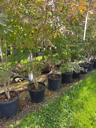 Lagerstroemia 'Natchez' WIT 200-250 cm container meerstammig - afbeelding 5