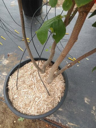 Liriodendron tulipifera 200-250 cm cont. 50L meerstammig - afbeelding 1
