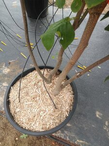 Liriodendron tulipifera 200-250 cm cont. 50L meerstammig