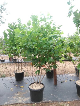 Liriodendron tulipifera 200-250 cm cont. 50L meerstammig - afbeelding 2