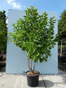 Magnolia kobus 200-250 cm cont. 70L meerstammig