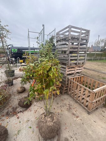 Magnolia soulangeana 250-300 cm draadkluit meerstammig - afbeelding 3